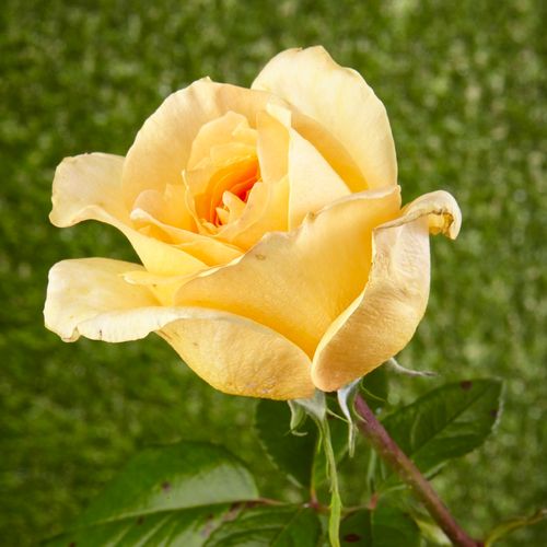 Rosa Casanova - amarillo - Árbol de Rosas Híbrido de Té - rosal de pie alto- forma de corona de tallo recto